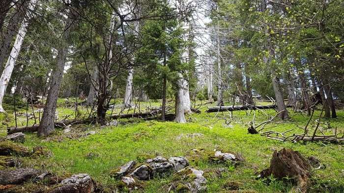 Waldreservat Vorder und Hinter Risetenwald