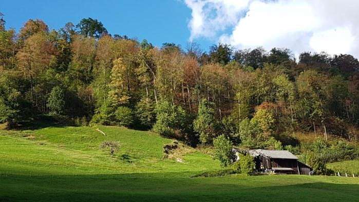 Waldreservat Plattenwald