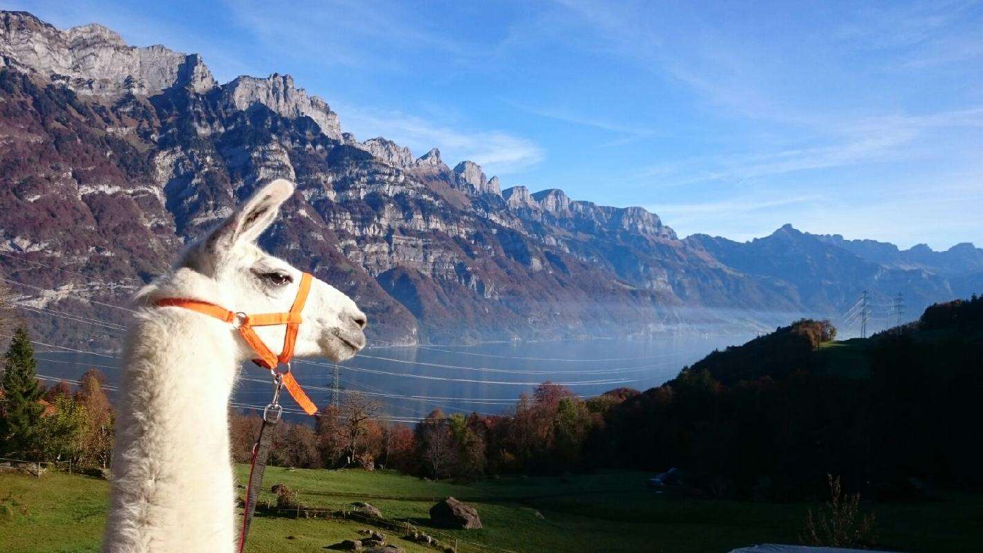Tierische Erlebnisse