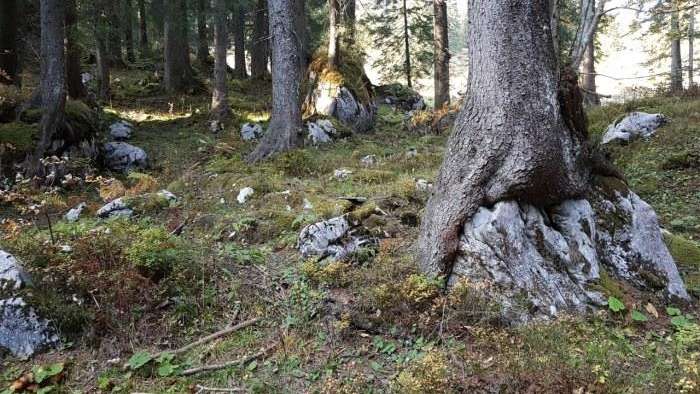 Waldreservat Flüewald