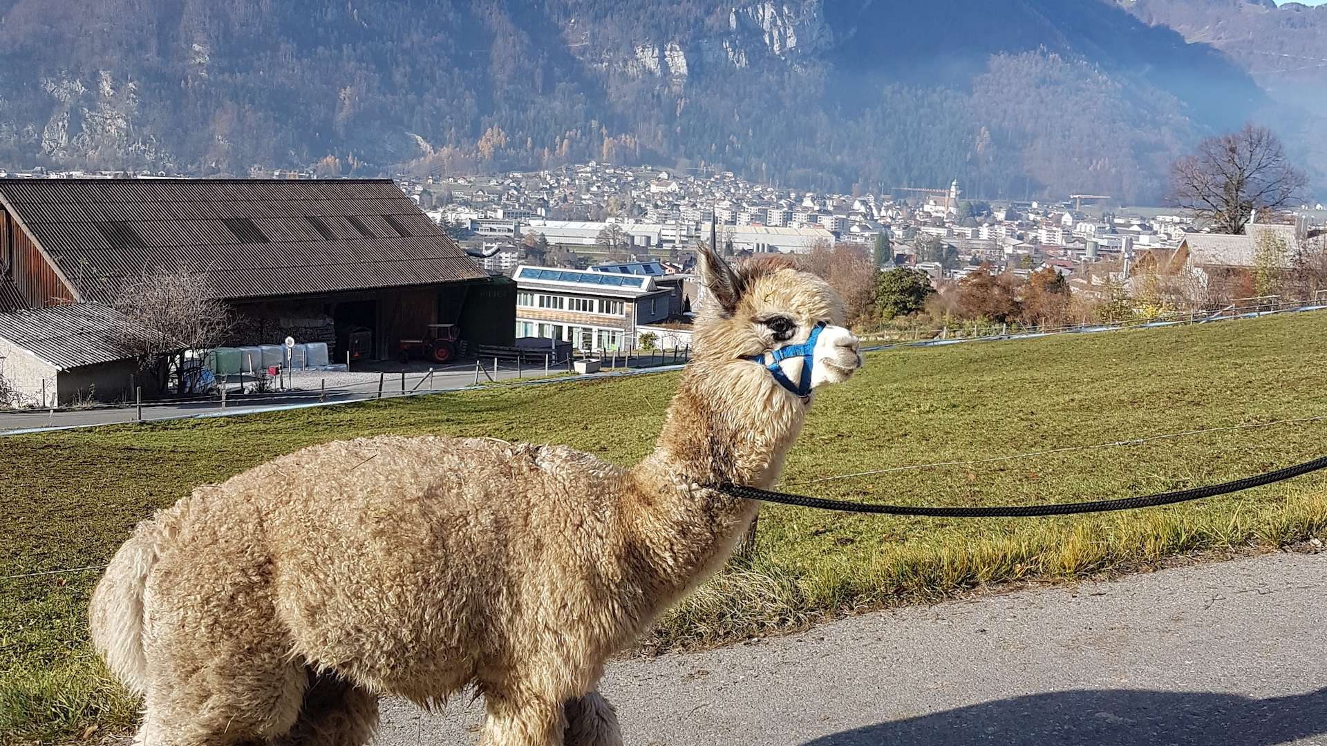 Tierische Erlebnisse