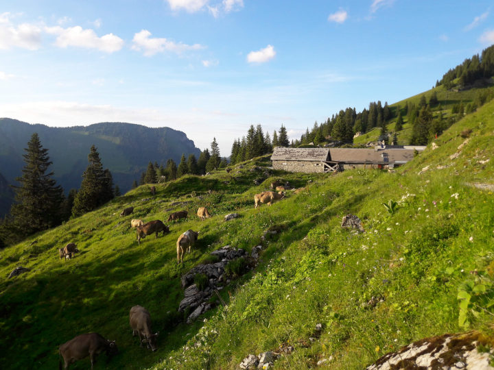 Auf den Spuren des Alpzigers