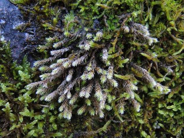 Mooslehrpfad Schlossbüchel