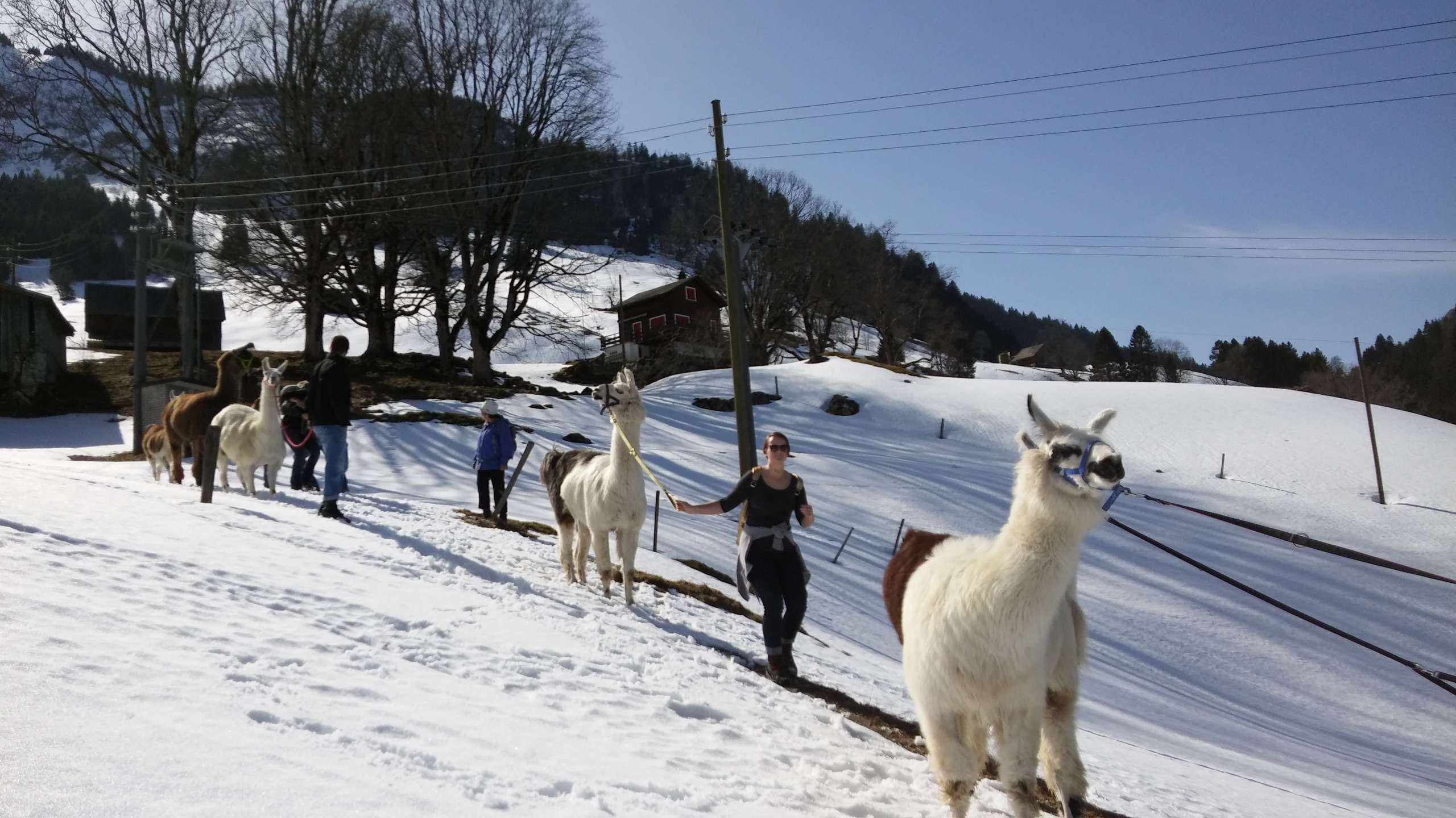 Lama-Trekking am Kerenzerberg