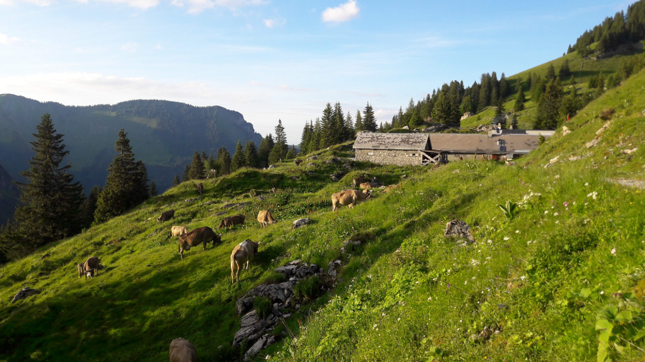 Auf den Spuren des Alpzigers