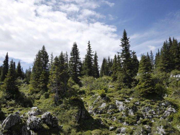 Waldreservat Äugstenwald-Holzflue