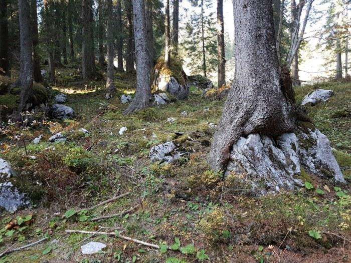 Waldreservat Flüewald